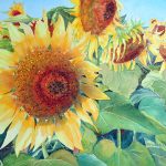 Sunflower Field 11" x 7"