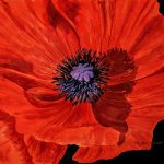 Scarlett Awakening 15" x 11"